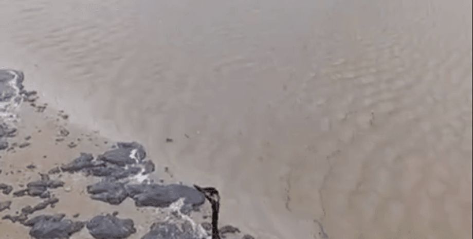 мазут з танкерів, затонулі танкери, аварія танкерів РФ, узбережжя, Краснодарський край, птах у мазуті