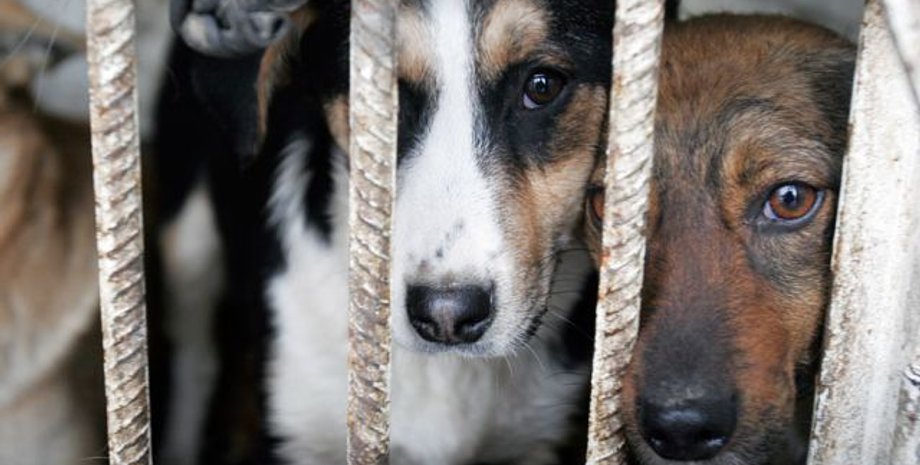 Фото: UZHGOROD.in