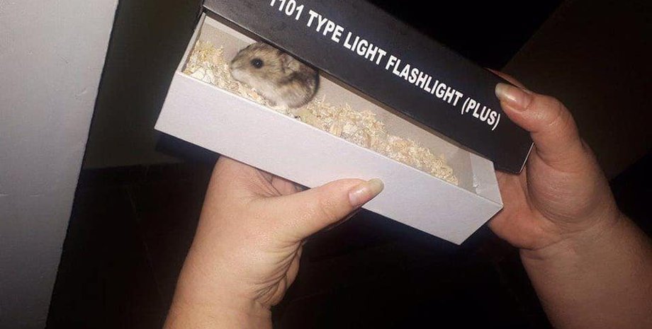 Фото: Патрульная полиция