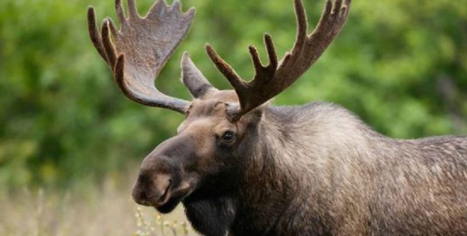 Иллюстративное фото с сайта bigkiev.com.ua