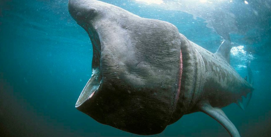 Гигантская акула / Фото: Protection-requins.org