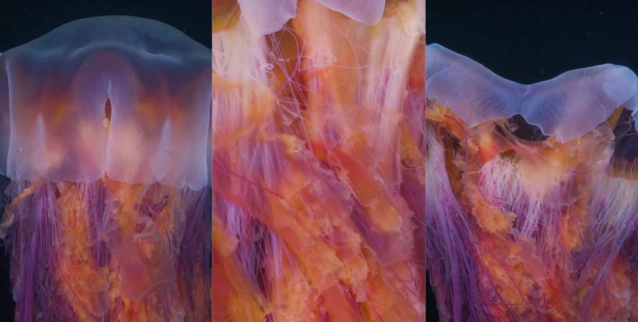 медуза, левиногрив