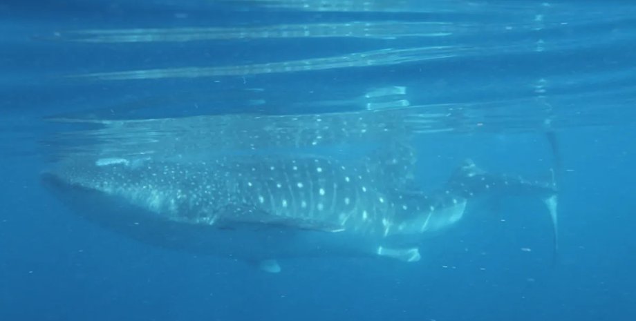 искривленный позвоночник китовой акулы