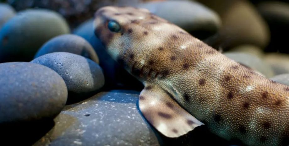 сухоутные акулы, ходячие акулы