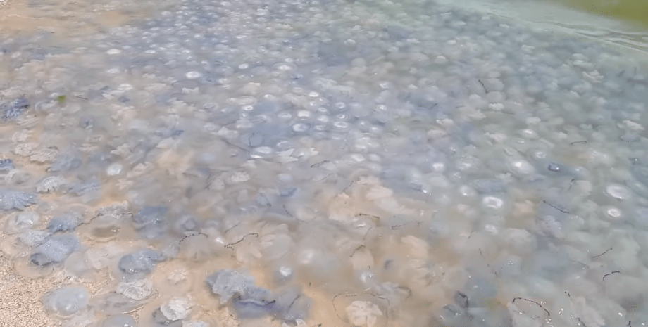 Медузи в Кирилівці, кирилловка, медузи, кирилловка новини, азовське море, медузи на азовському морі, яма з медузами