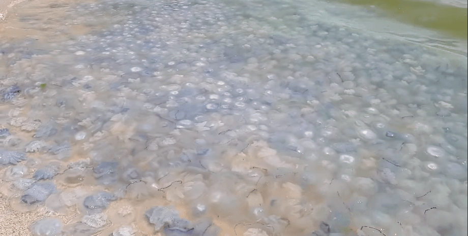 Медузы в Кирилловке, кирилловка, медузы, кирилловка новости, азовское море, медузы на азовском море, яма с медузами