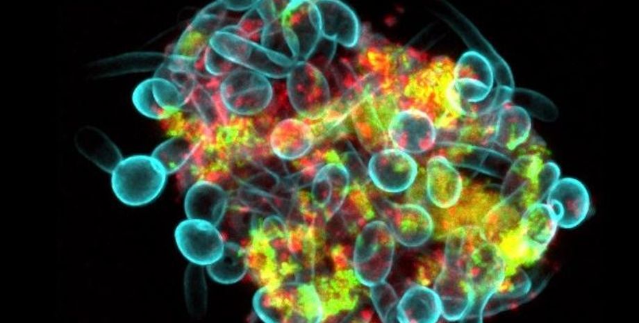 бактерии, грибки