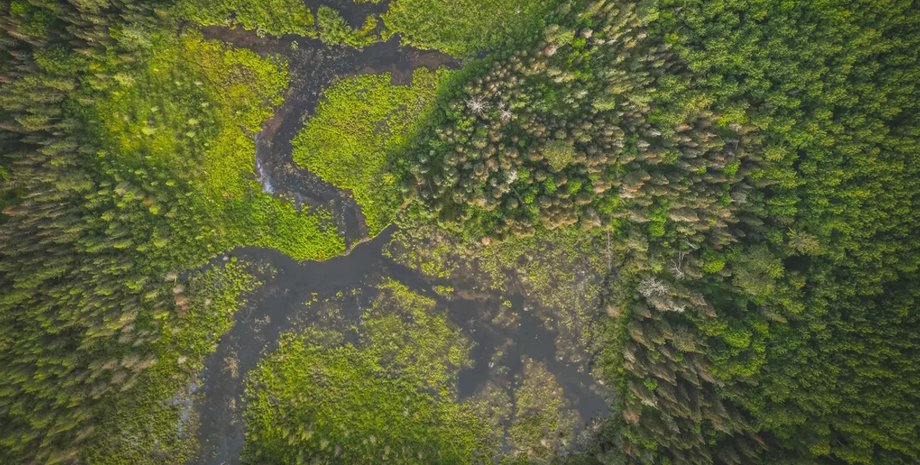 река, водный путь, бобры водный путь