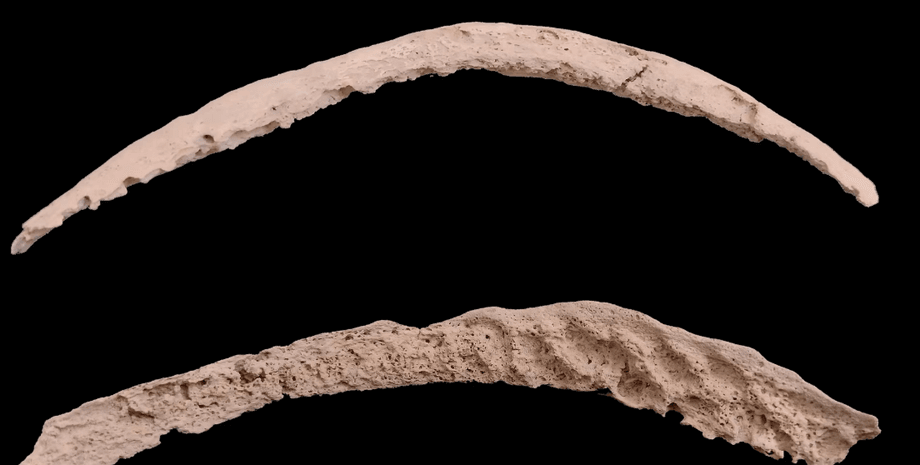 болезнь, сифилис, колонизация, гены, бактерия, Америка, геном, ДНК, Колумб, кости, скелет, исследования, Европа