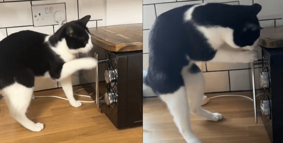 Голодний кіт відрив дверцята мікрохвильовки і вразив користувачів соцмереж