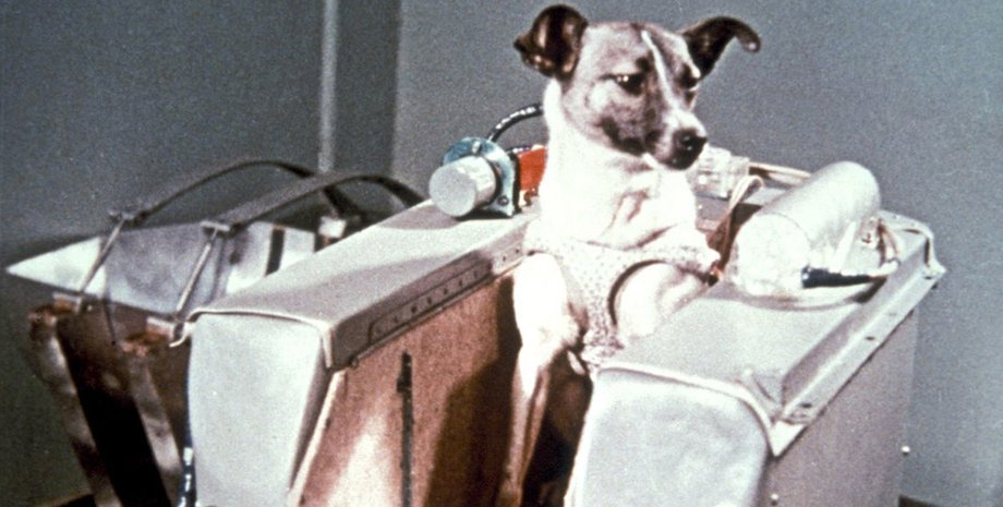 Фото: wikipedia.org