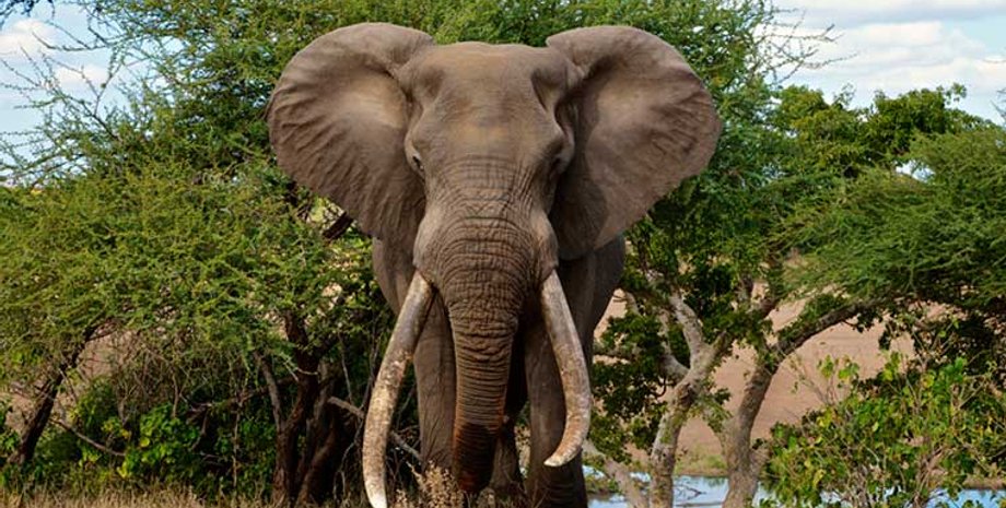 Фото: Kruger National Park