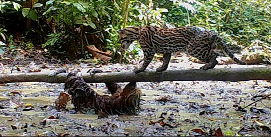 лінивець, дика кішка