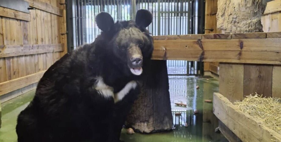 Ведмідь Ямпіль