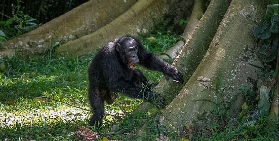 шимпанзе, шимпанзе общение