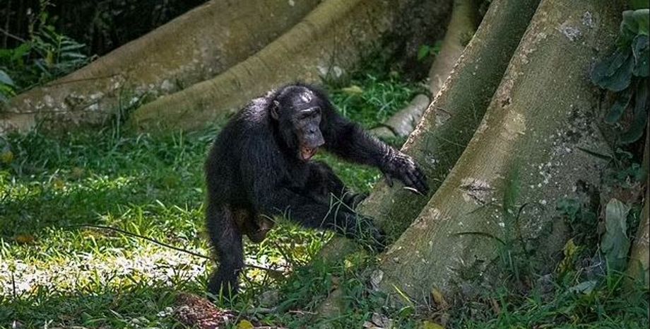 шимпанзе, шимпанзе общение