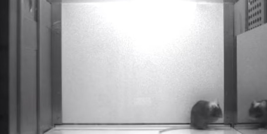 мыши, мыши зеркало, мыши самопознание