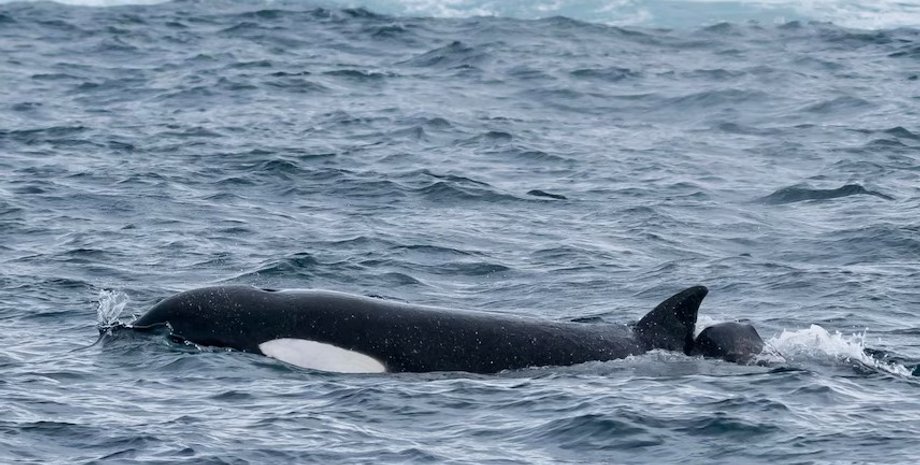 сплит фин, косатка сплит фин