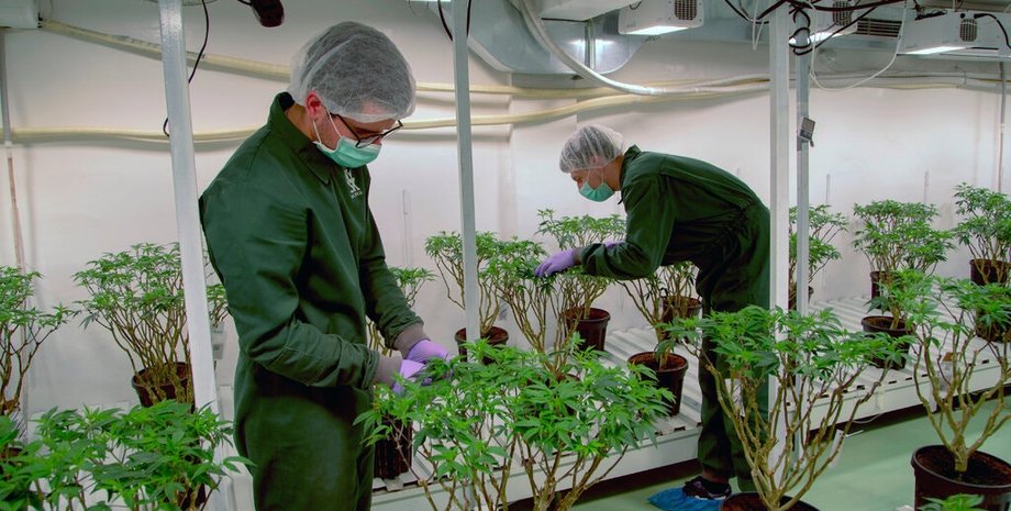 выращивание медицинского каннабиса