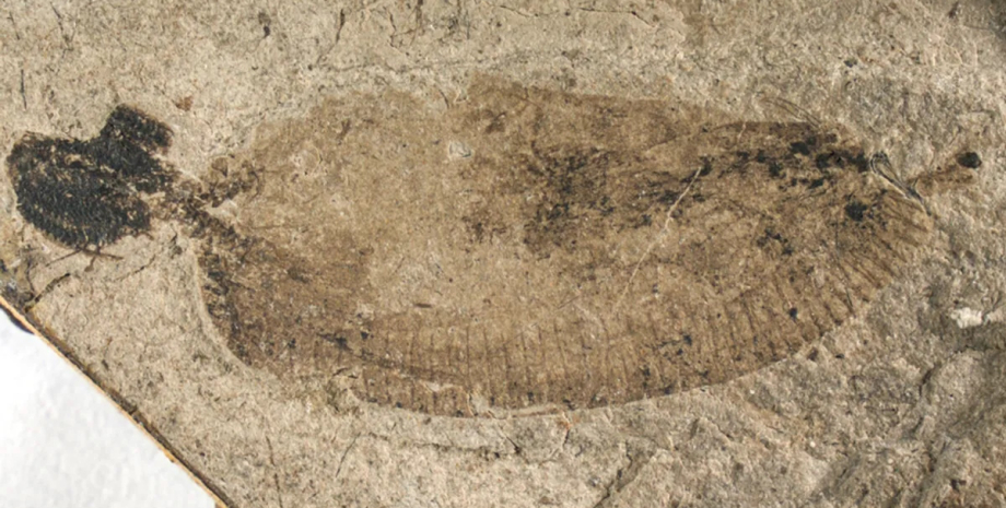 скам'янілість стародавнього паразита Найдавніший паразит у світі: черв'як із колючою головою блукав Землею разом із динозаврами0