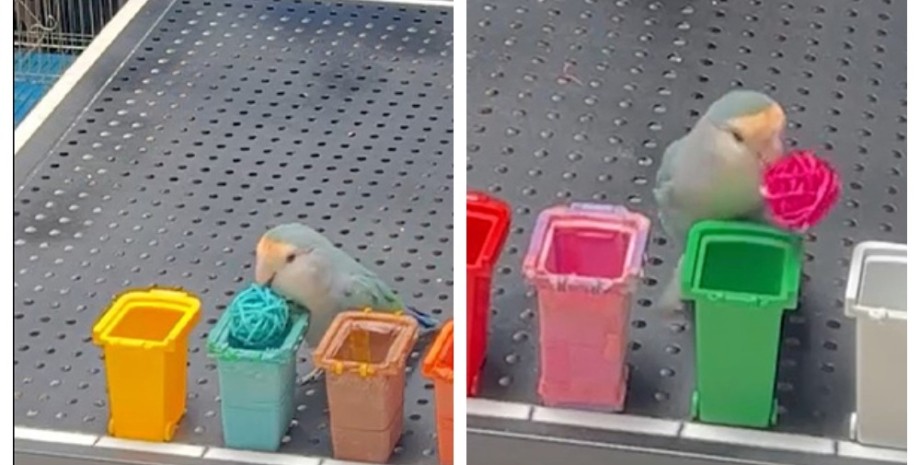 папуга рекорд