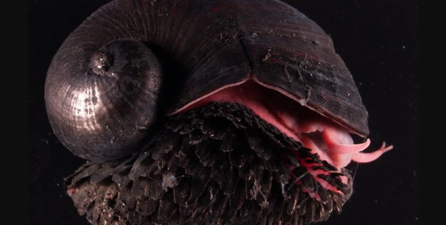 равлик, равлик вулкан