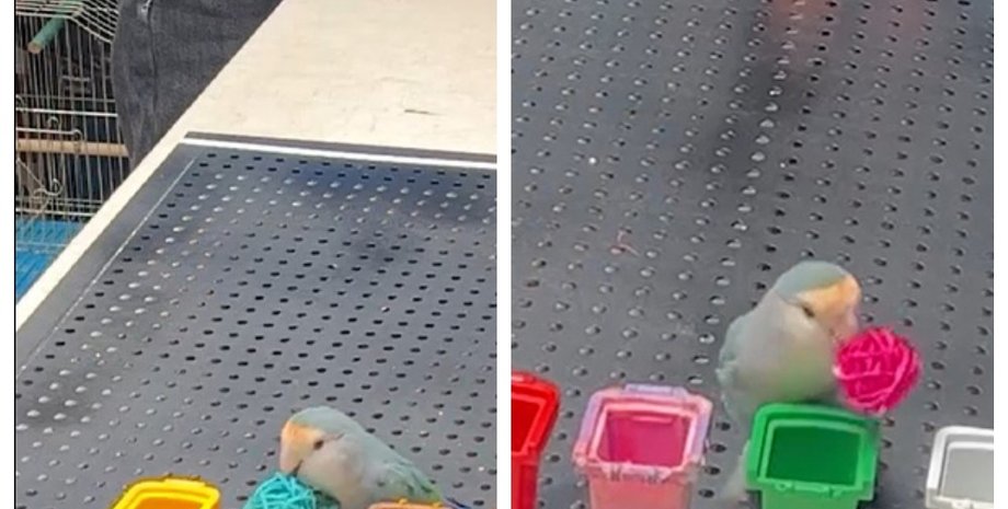 попугай рекорд