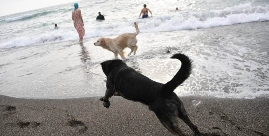 Глицера, морское существо, животные, странный червь, США, находки, жуткое фото, курьезы, моряки, рыбаки, вылов