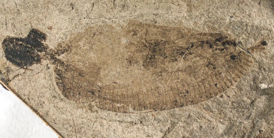 скам'янілість паразита