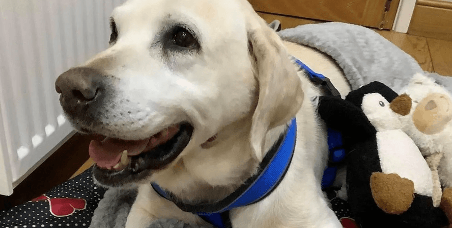 Похитили собаку, семья воссоединились с собакой, собака вернулась домой спустя 7 лет, лабрадор, собака в тяжелом состоянии