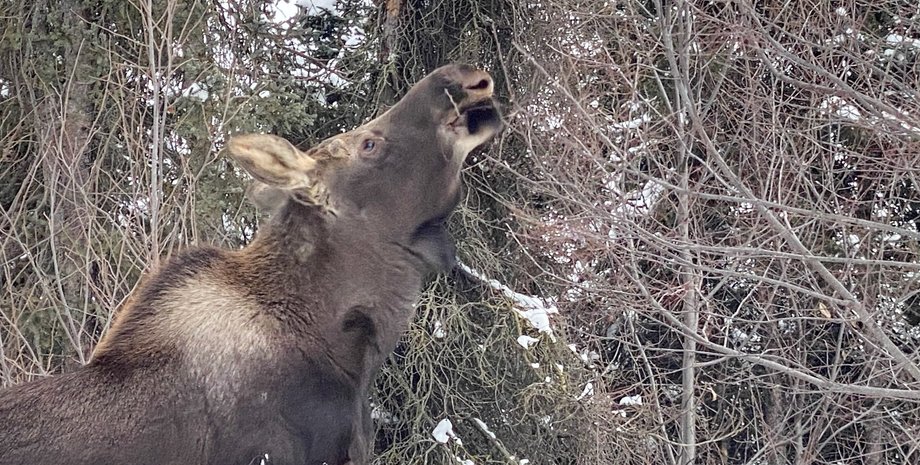 лось, голод, поиски пищи