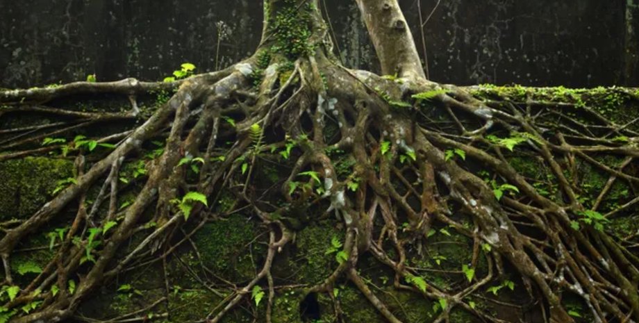 дерево коріння