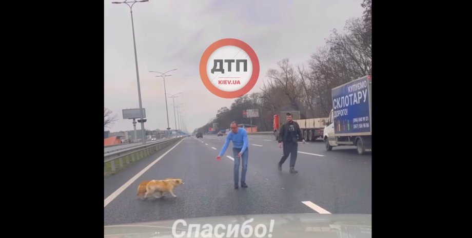 Водій урятував собак