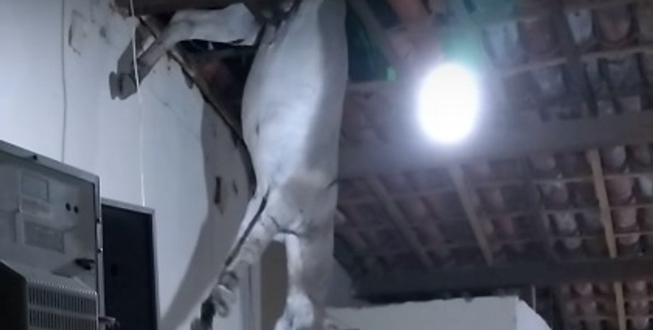 Скриншот: youtube.com / ViralHog