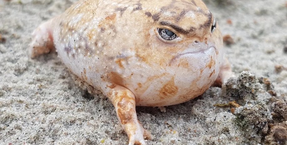 лягушки, пустынные лягушки, дождевые лягушки