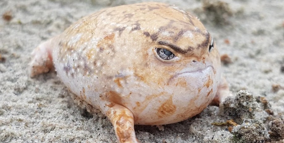 Пустельні дощові жаби роздуваються, як повітряні кулі, коли їм загрожують жаби, пустельні жаби, дощові жаби