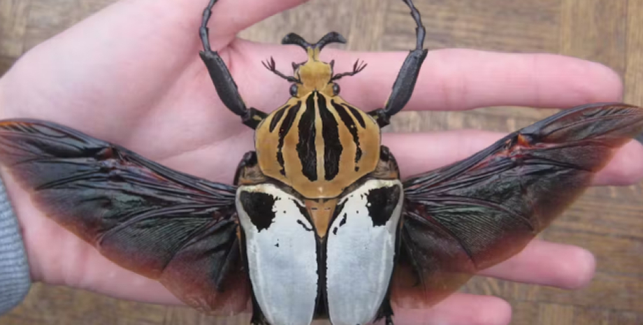 Гигантский жук Goliath cacicus Крупнейшее насекомое Земли в шаге от вымирания: всему виной любовь человечества к шоколаду0