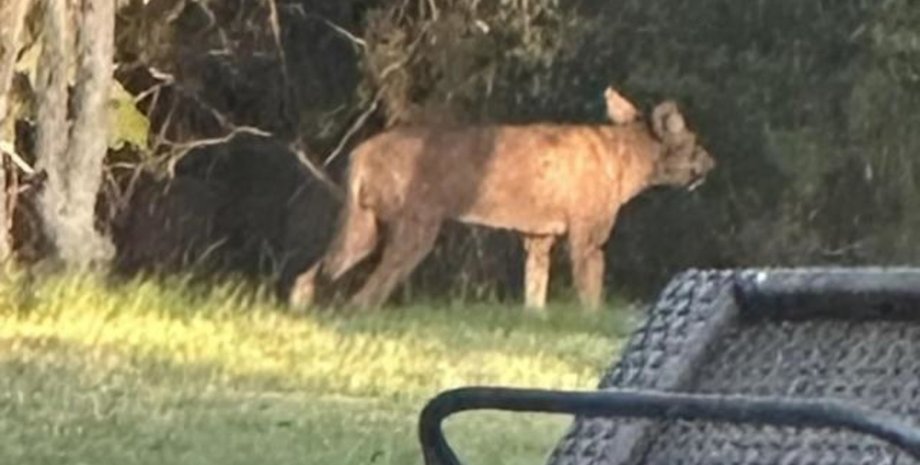 Необычное животное, загадочное животное, животное, таинственный зверь, койот, собака, увидела в саду, никто не видел