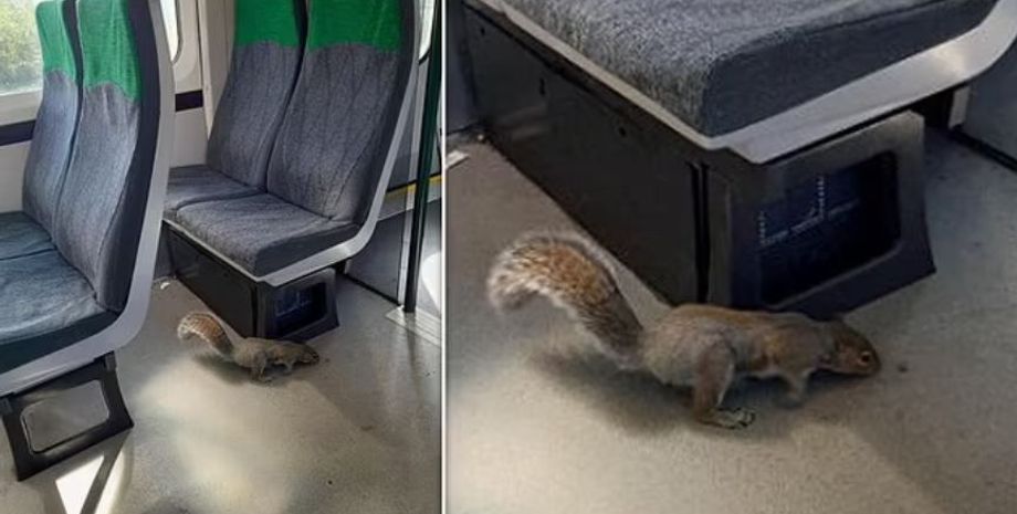 Пассажиры массово выбежали из вагонов поезда, нападение агрессивных белок, животные, курьезы, железная дорога, приколы