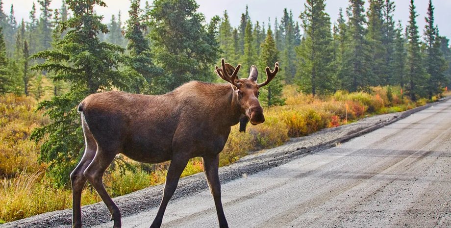 аляскинский лось