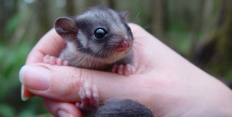 Фото: Twitter / Wildlife Land Trust