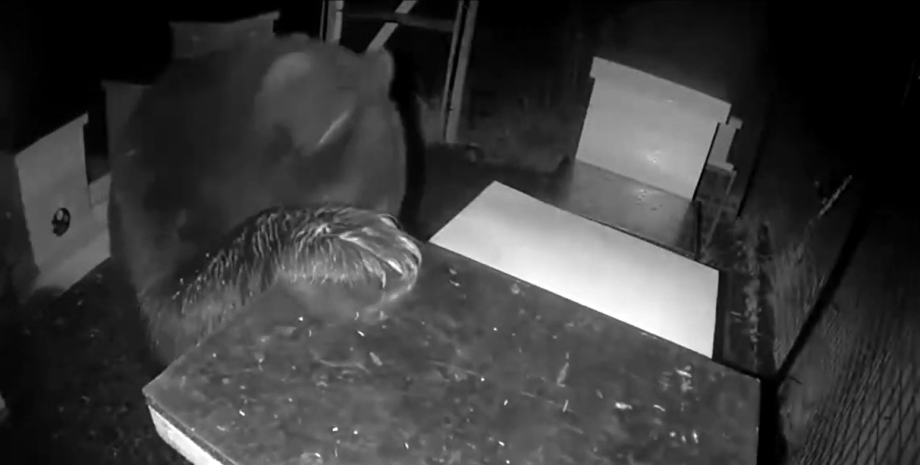 Медведь крадет улей Медведь крадет улей