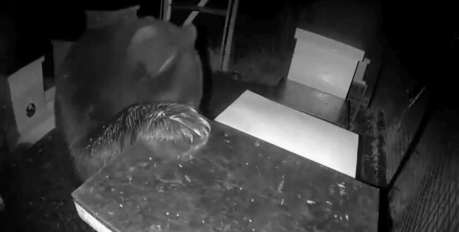 Ведмідь краде вулик