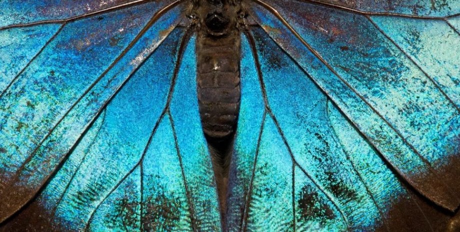 бабочки, эволюция бабочек, предки бабочек