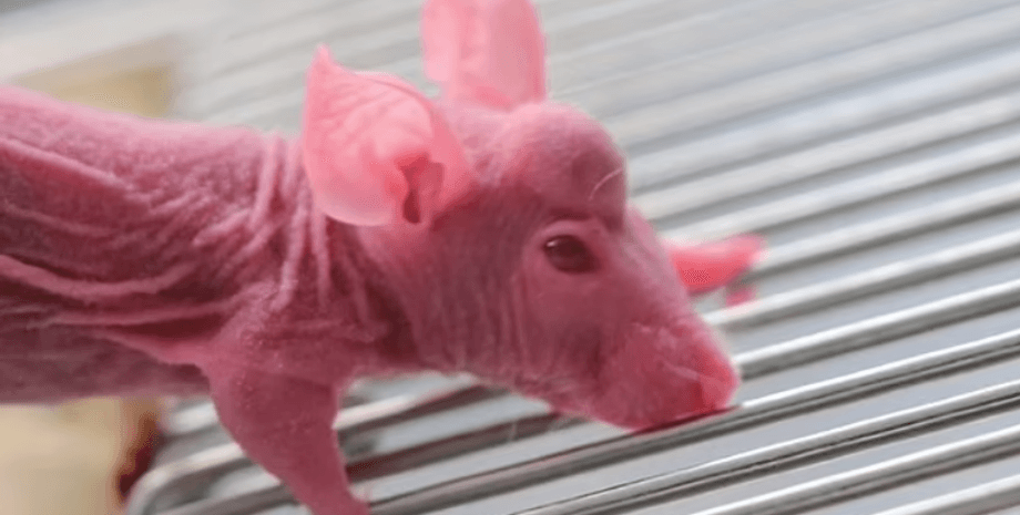 ріг, миша, щур, рогатий щур