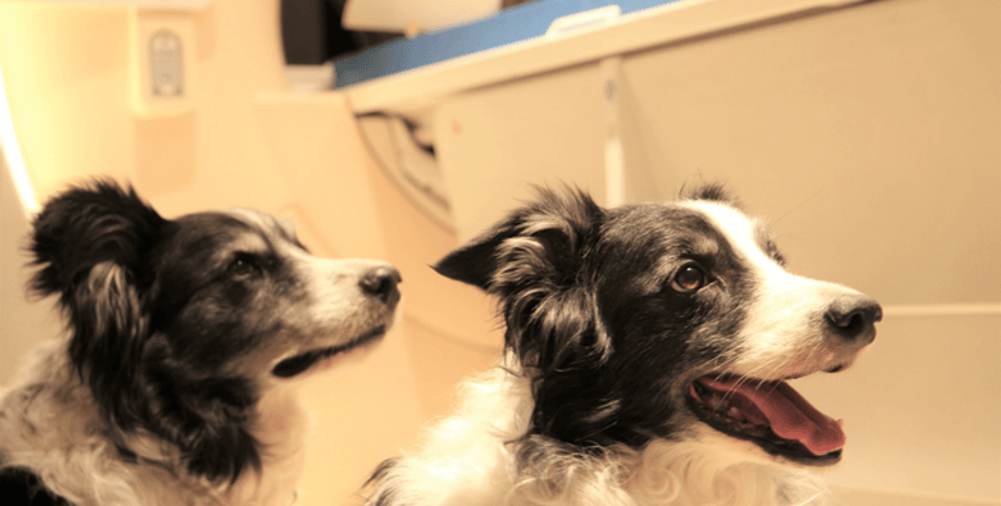 собака, тварини, собака живе в будинку, собака став причиною розлучення