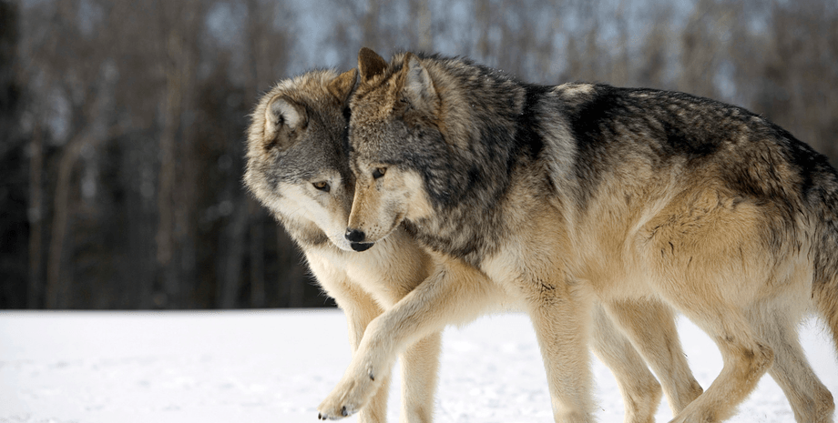 два волка, зима, лес
