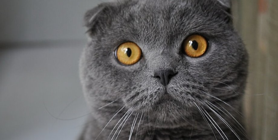 5 самых глупых пород кошек в мире
