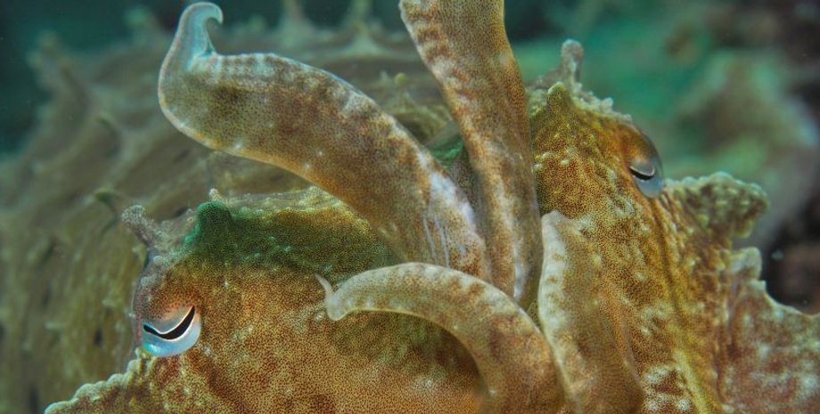 ширококлювая каракатица