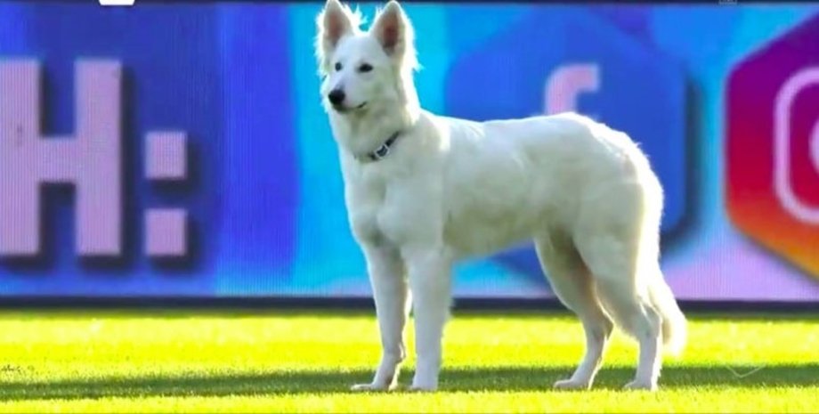 собака, футбол, Швейцария